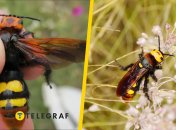 Сколия-гигант