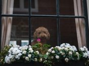 Яркие бутоны будут долго радовать своей красотой