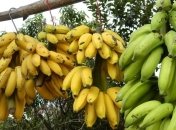 В чому користь бананів для нашого організму