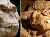 Ученые: Люди стали прямоходящими еще во время жизни на деревьях