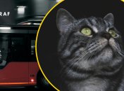 У Дніпрі стався курйоз із котом в громадському транспорті