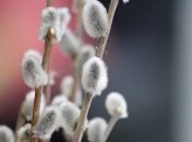 Погода в Украине 14 марта: в некоторых областях - дожди