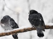 Прогноз погоды на 19 декабря: в Украину идут метели и морозы 