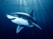 Создадут убежище для акул и морских дьяволов