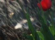 Погода в Украине 12 мая: пасмурно, местами грозы