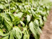 Сладкий перец