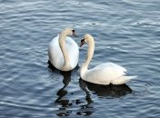 В Великобритании начинается перепись лебедей