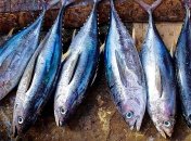 И похудеть можно, и оздоровиться: почему тунец является Вашим другом