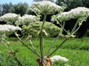 Борщівник Сосновський