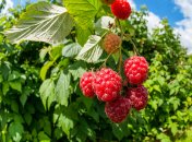 Подкормка малины летом