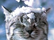 Красиві картинки і листівки з першим снігом