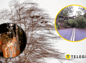 Деревопад в Киеве