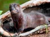 В Германии закрыли последнюю норковую ферму