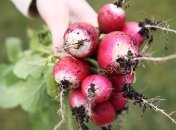 Редис – интересная для огородников культура