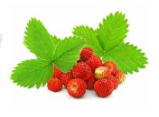 Земляника в детском питании