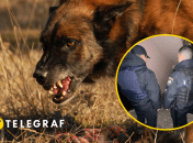 Собака загрызла человека