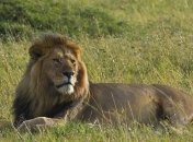Могучие и грациозные африканские львы (Фото)