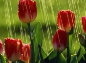 Прогноз погоды на 24 апреля: пройдут дожди с грозами, ночью местами заморозки