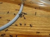 Чем опасны муравьи в квартире