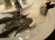 Кролик, принимающий ванну, стал звездой интернета (Видео)