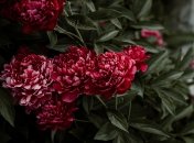 Пересідати півонії щороку не потрібно