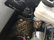 Кіт у двигуні авто
