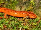 Гигантская саламандра может попасть в Книгу рекордов Гиннеса