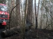 Ситуация с пожарами: На Харьковщине спасатели ликвидируют лесное возгорание (Фото)