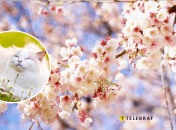 Кот и деревья весной