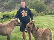 "Отличный партнер для тренировок!" Как Шварценеггер с ослицей упражнялся (Видео)