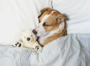 Сон собаки может быть беспокойным, как и у человека