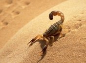 Фермер поедает живых скорпионов 