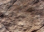 Ученые узнали, почему вымерли древние животные