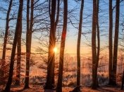 Пандемия коронавируса: определена температура, которая убивает COVID-19