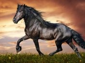 Умерла лошадь-долгожитель