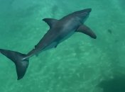 Большая белая акула