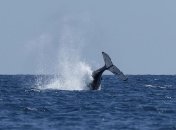 Киты могут спасти Землю от глобального потепления