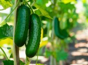 Чтобы вырастить здоровые огурцы, следует знать, как правильно за ними ухаживать (изображение создано с помощью ИИ)