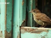Залетевшая в дом птица не обязательно предвещает беду (изображение создано с помощью ИИ)