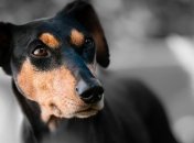 Собаки умеют распознавать по запаху эпилептический припадок (Видео)