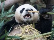 Многолетние труды себя оправдали: больших панд спасли от исчезновения, но угроза все еще есть