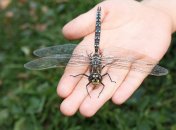 Как называется стрекоза на украинском