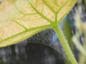 Маленькі комахи дуже шкідливі для рослин