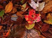 Погода в Украине на сегодня: почти на всей территории будет солнечно