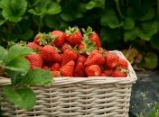 Буде рясне плодоношення смачної та корисної ягоди