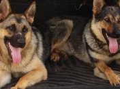 Чемпионат кинологов-спасателей состоится в Сумской областии