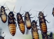 В Китае более 1 млн тараканов вырвались на свободу   