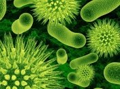 Американцы открыли антитела, способные убить ВИЧ