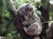 Места, где встречаются редкие животные (Фото)