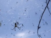В Австралии прошел "дождь из пауков"